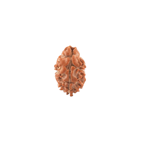 2 mukhi