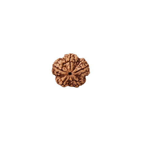 5 mukhi