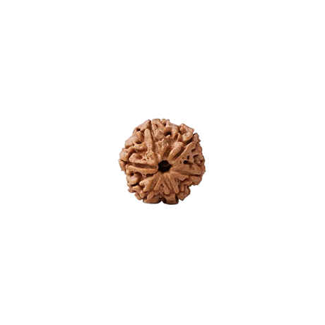 6 mukhi