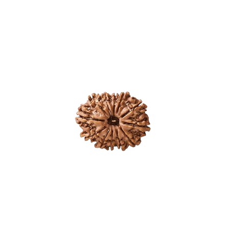 12-mukhi
