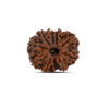 10 Mukhi Rudraksha