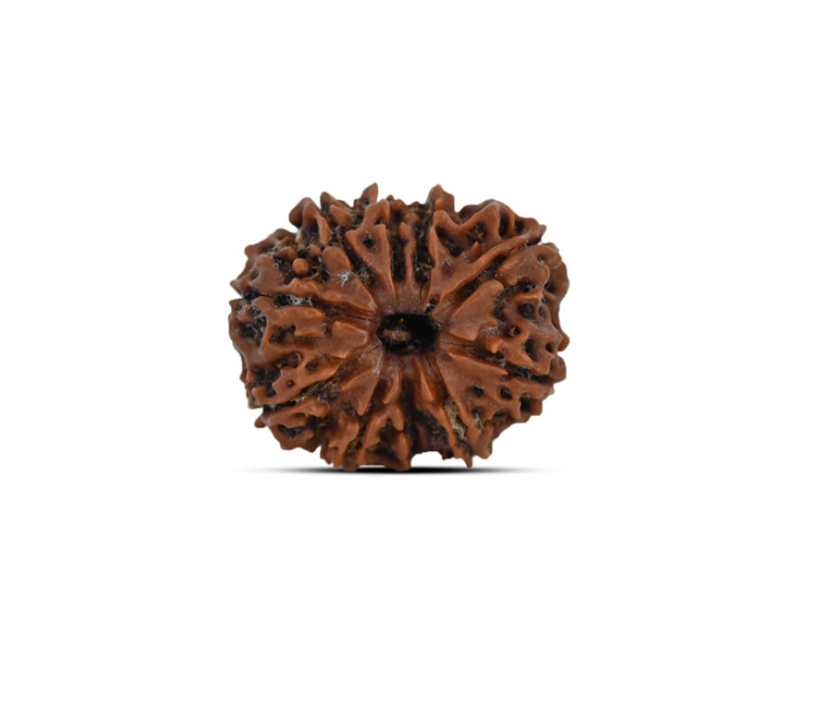 10 Mukhi Rudraksha