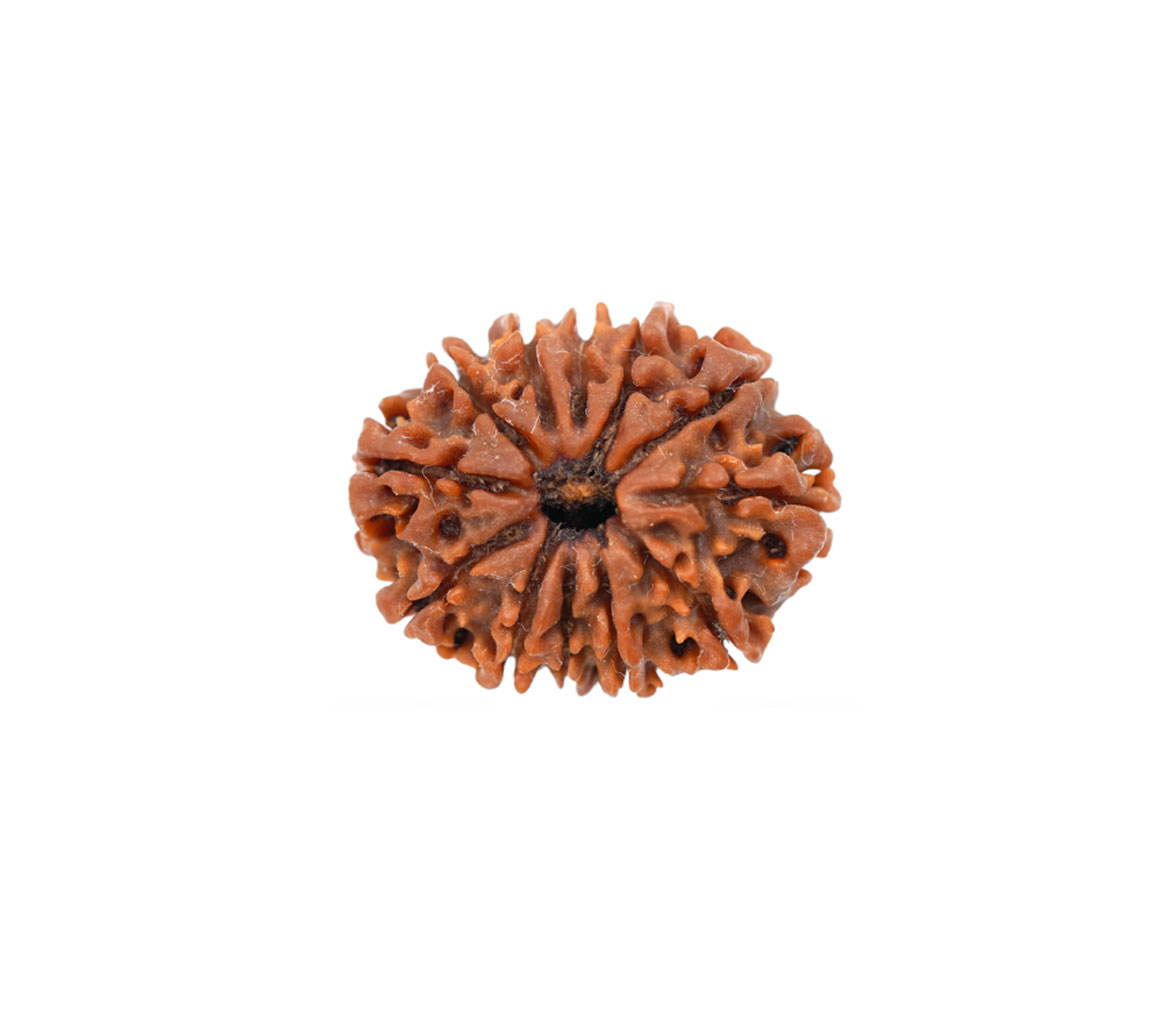 12 Mukhi Rudraksha