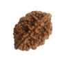 2 Mukhi Rudraksha
