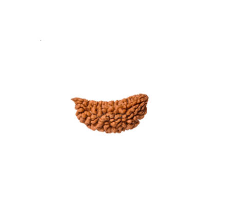 1 Mukhi Rudraksha