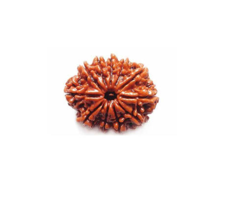 11 Mukhi Rudraksha