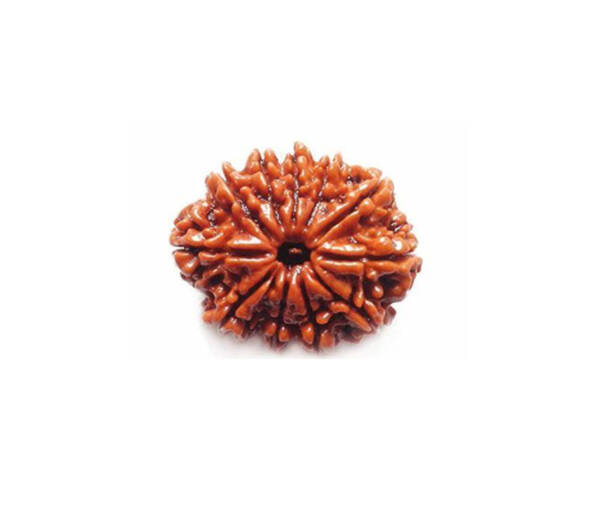 11 Mukhi Rudraksha