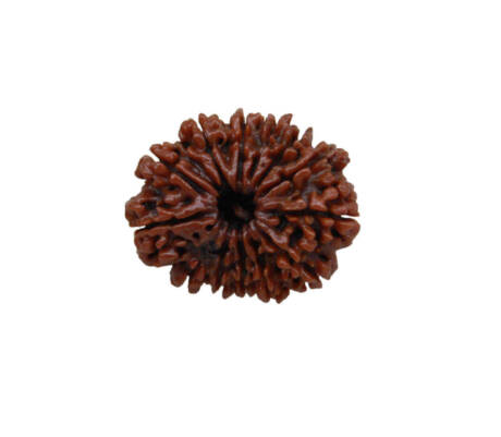13 Mukhi Rudraksha