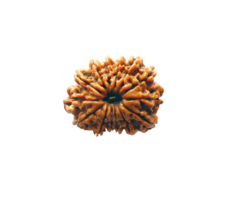 14 Mukhi Rudraksha