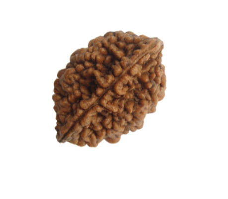 2 Mukhi Rudraksha
