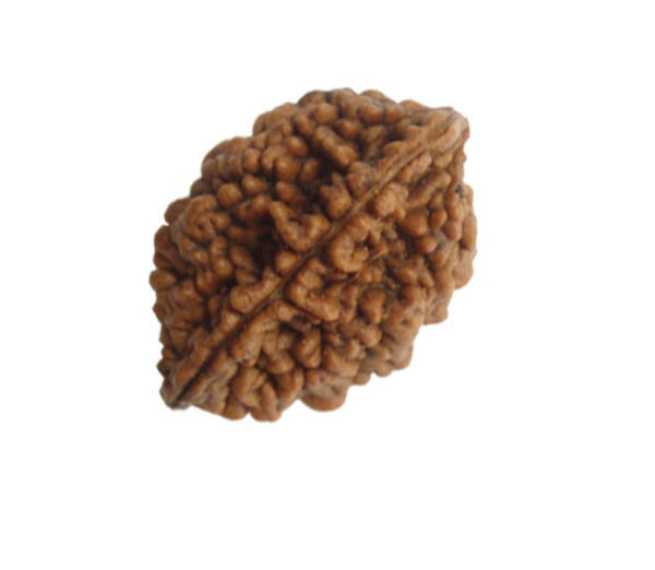 2 Mukhi Rudraksha