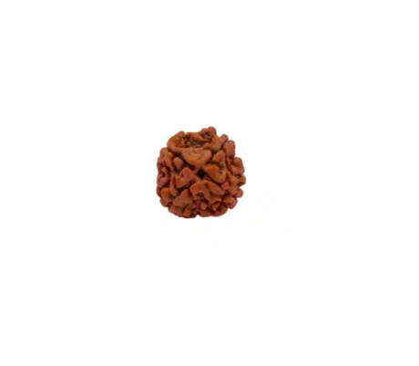 4 Mukhi Rudraksha