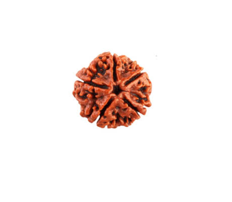 5 Mukhi Rudraksha