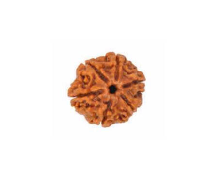 6 Mukhi Rudraksha