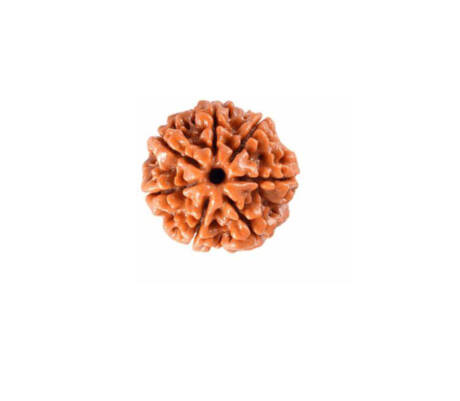 7 Mukhi Rudraksha