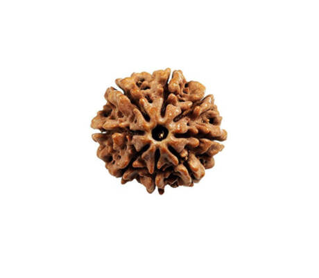 8 Mukhi Rudraksha