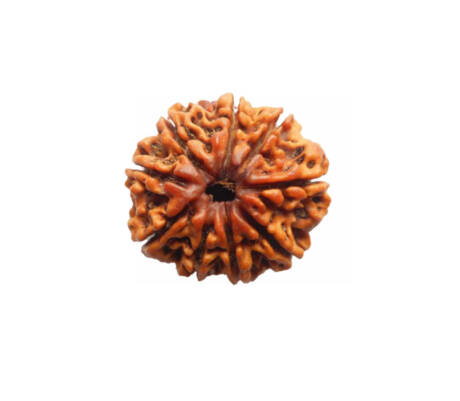 9 Mukhi Rudraksha