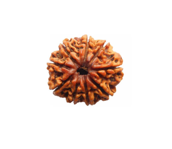 9 Mukhi Rudraksha