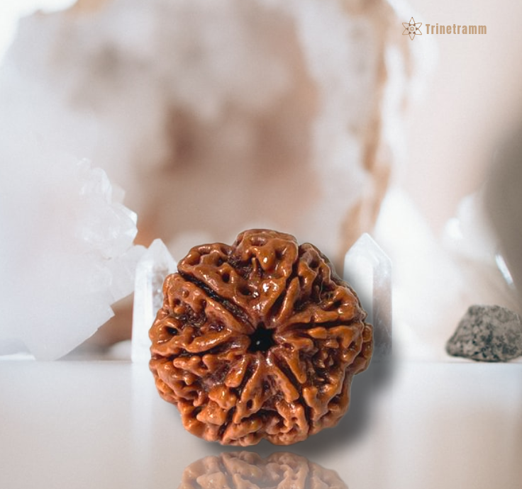 6 Mukhi Rudraksha ()Nepali - Image 2