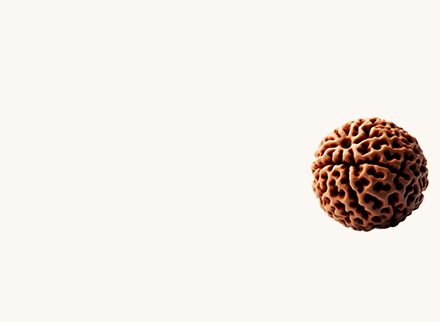 rudraksha
